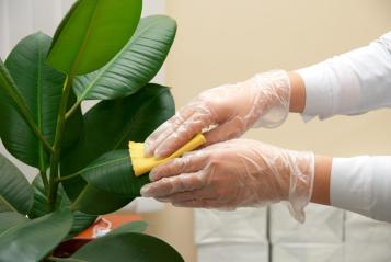 Close-up of woman’s hands wiping rubber plant leaves with a yellow cloth.