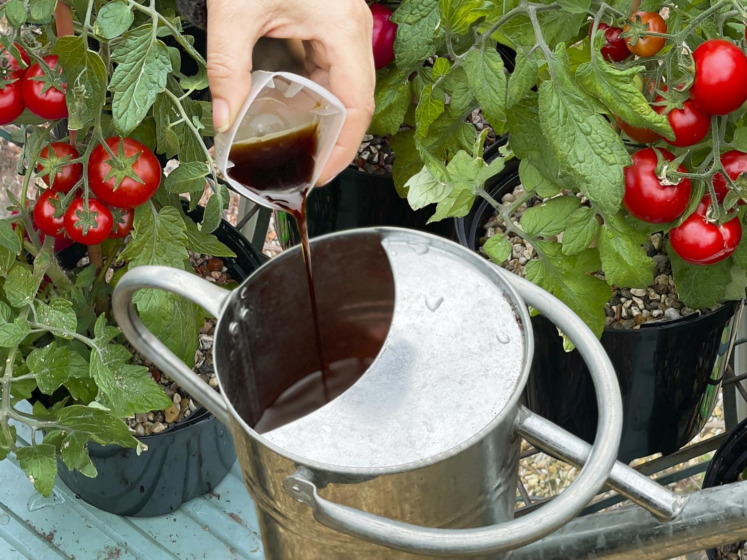 Liquid Tomorite Plant Food being poured into a watering can