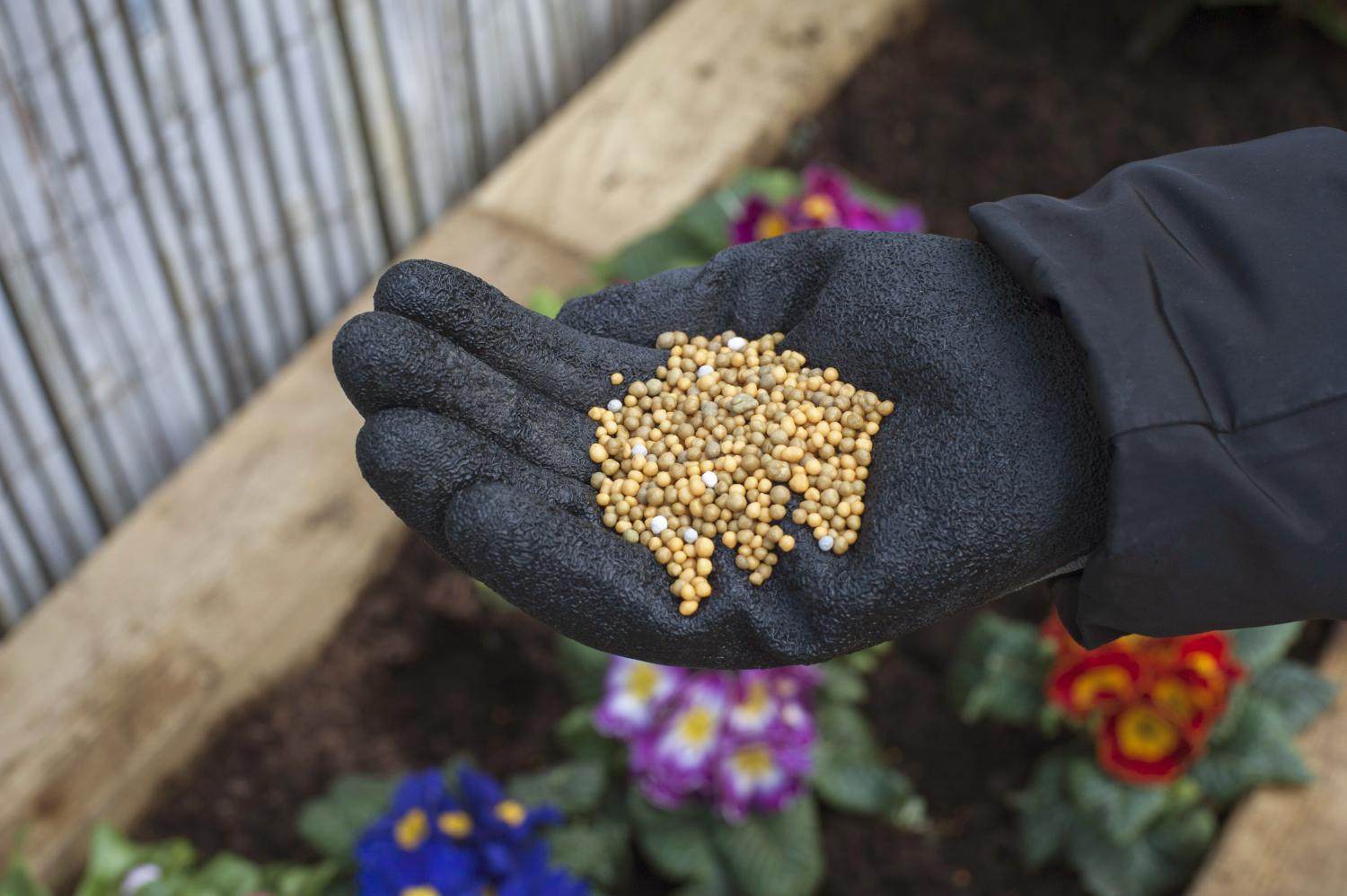 Gardener's hand holding Miracle-Gro All Purpose Continuous Release Plant Food over a flower bed.