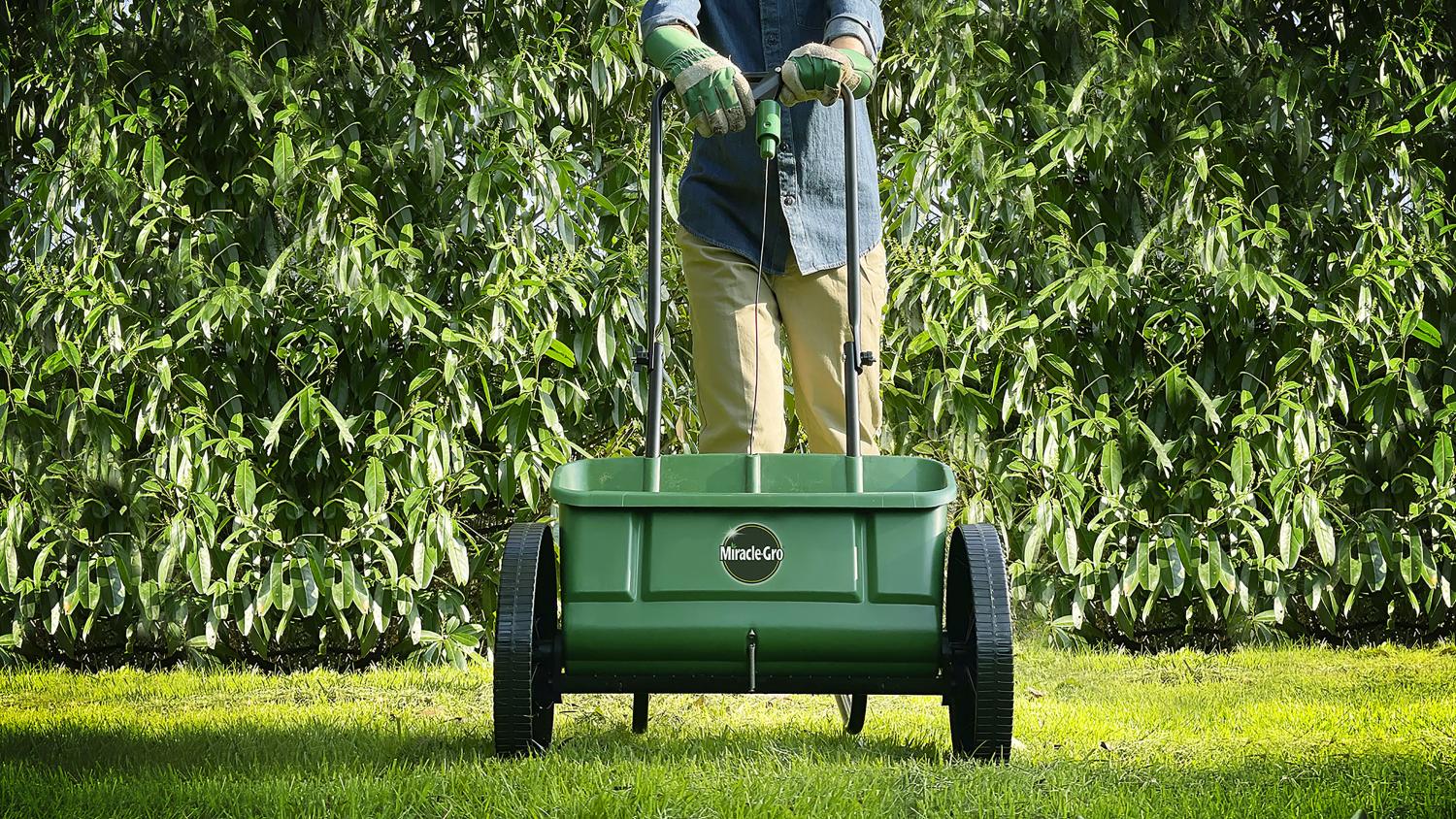 Gardener sowing grass seed on lawn with a lawn spreader.