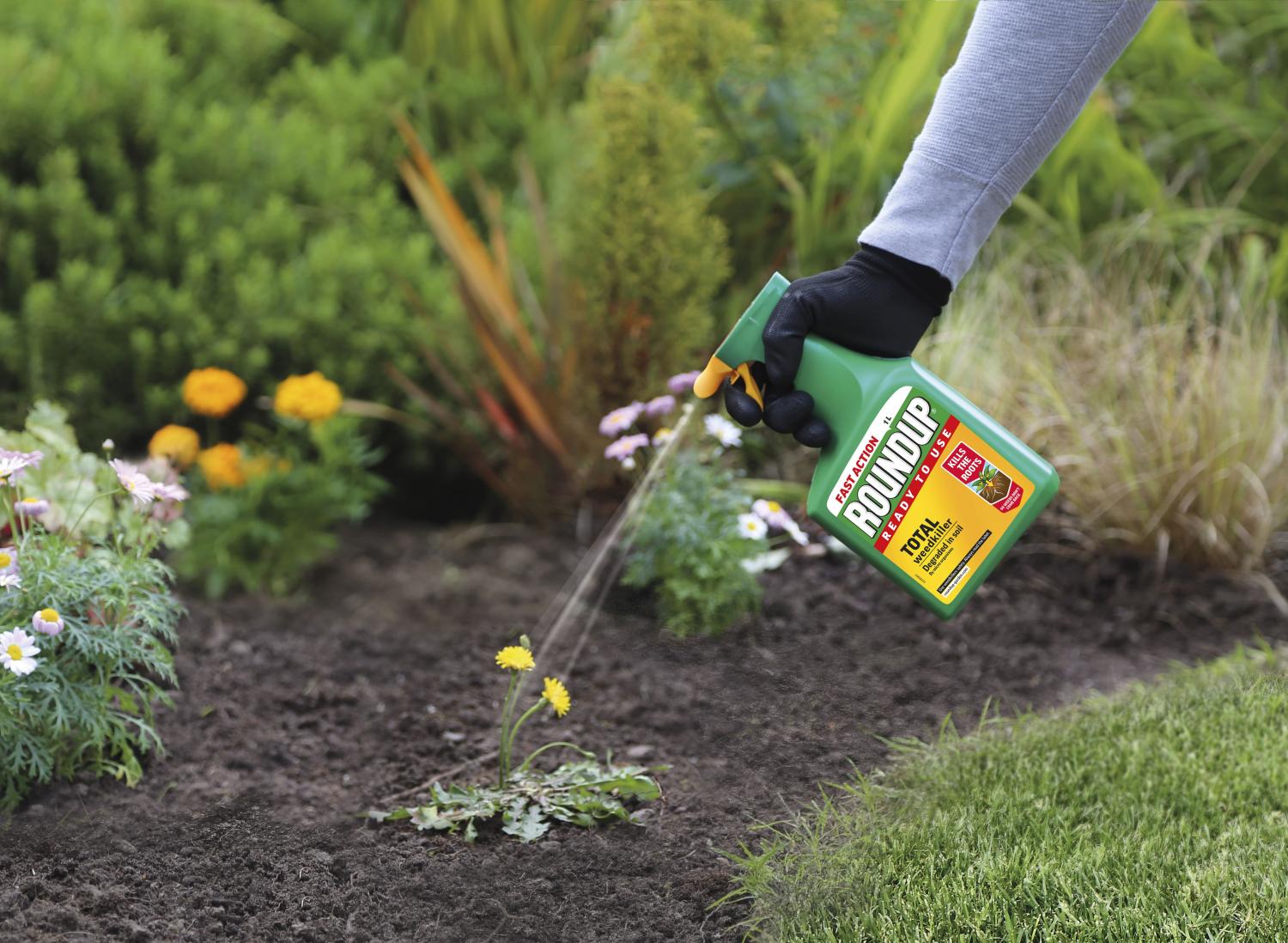 Close-up of gardener’s hand using a Roundup spray bottle to spray weedkiller on dandelions.