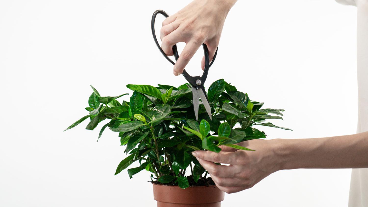 Gardener’s hands using snips to prune gardenia