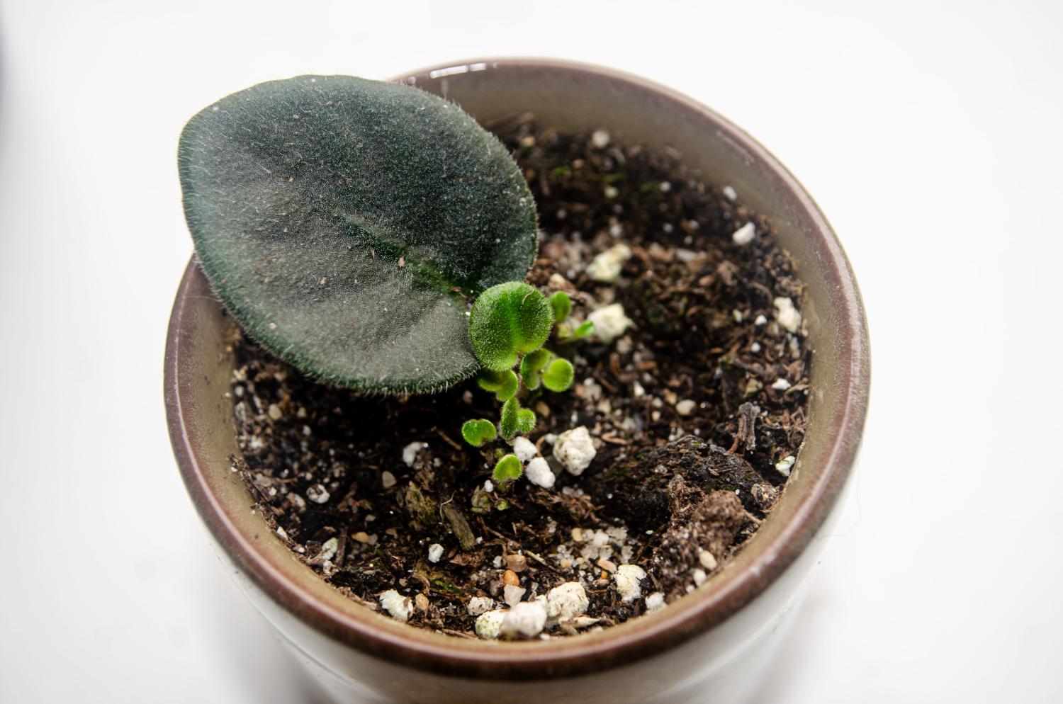 African violet leaf cutting in pot showing clusters of new leaves