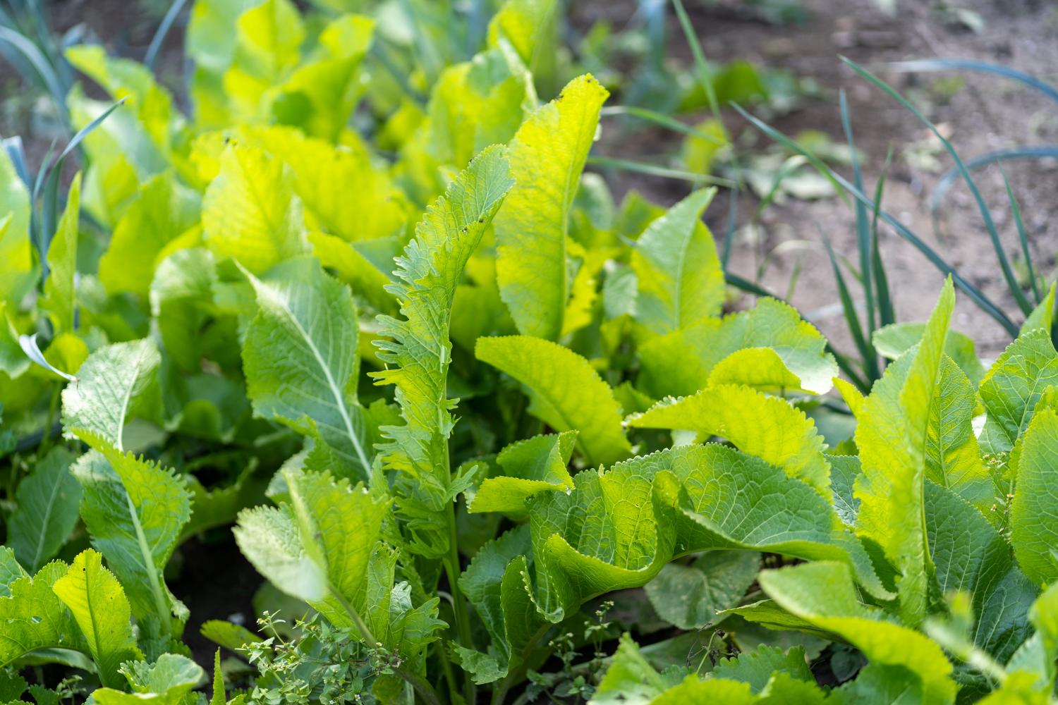 Horseradish plants growing in a vegetable garden 