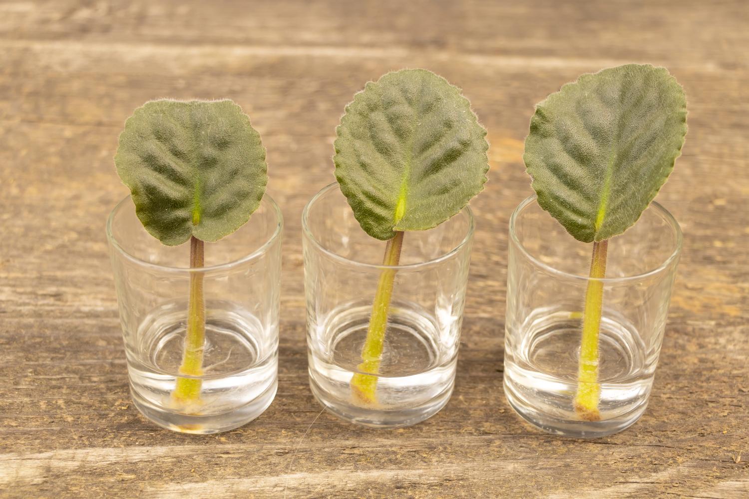 Three African violet leaf cuttings in glasses of water