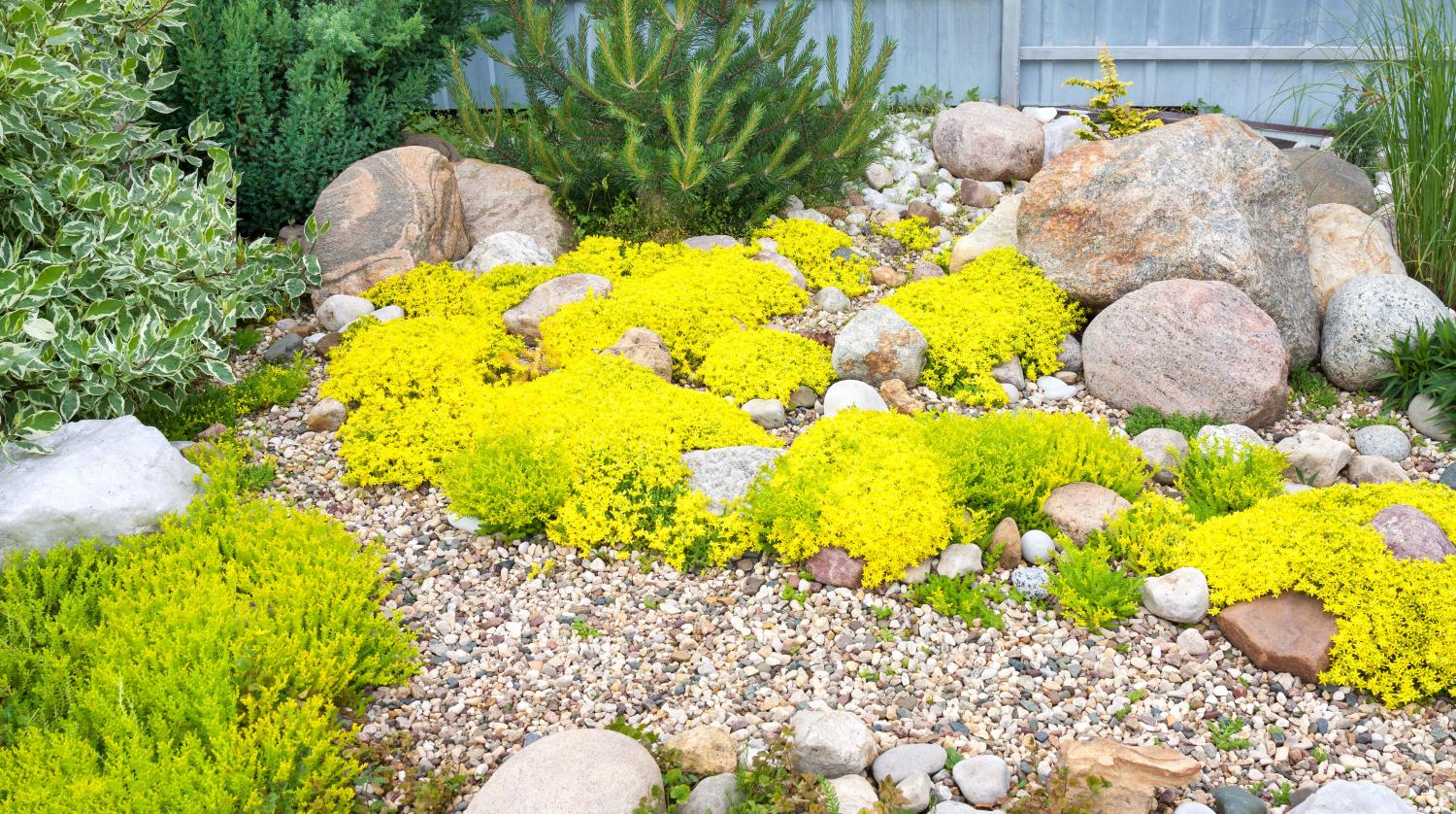 Rockery garden with shrubs surrounded by gravel mulch