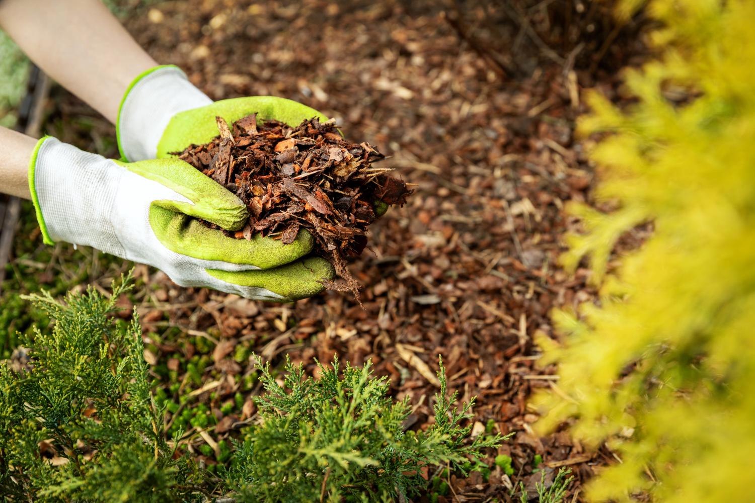 Gardener’s hands spreading bark chippings around a plant.