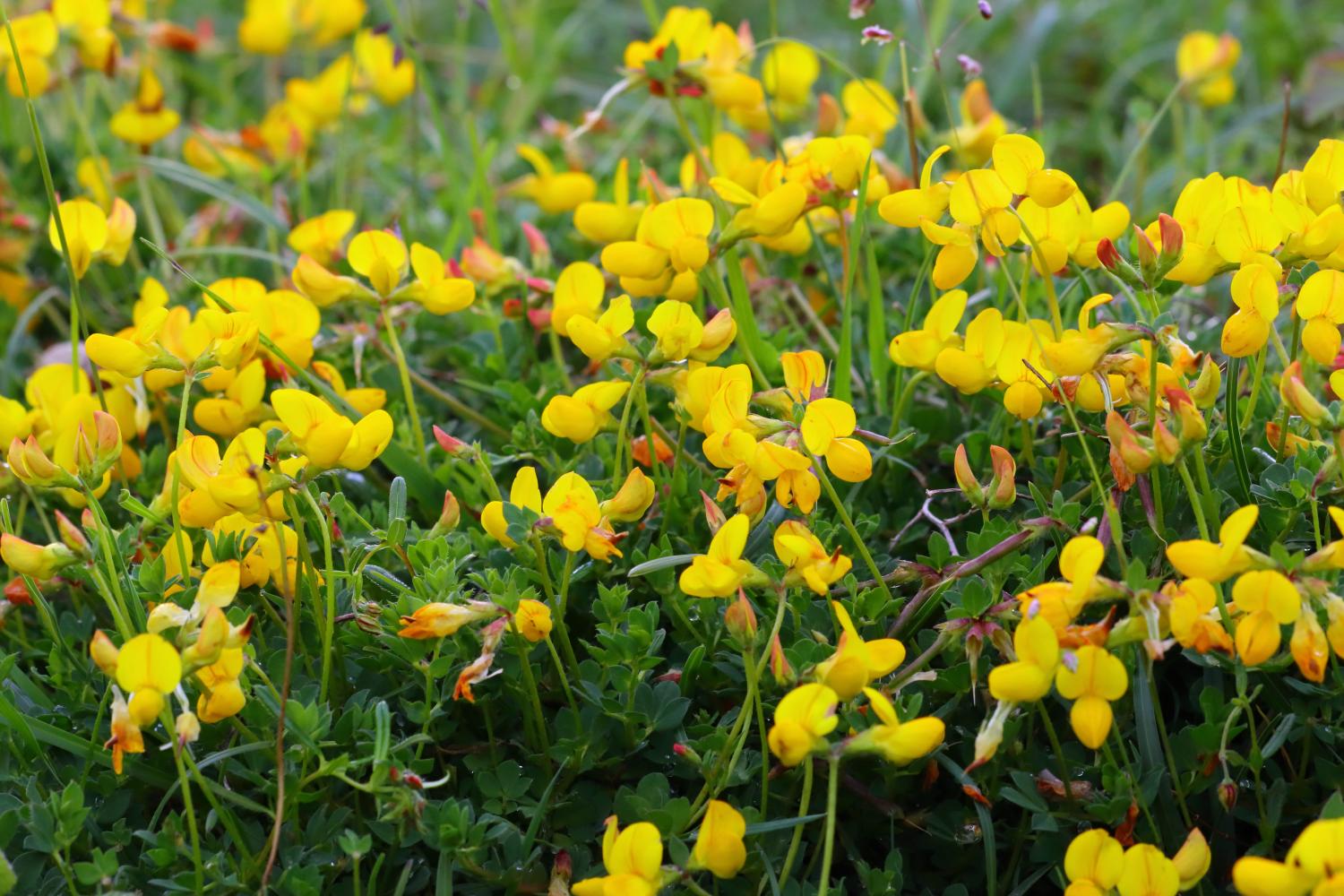 A cluster of yellow bird’s foot trefoil flowers growing in a lawn.