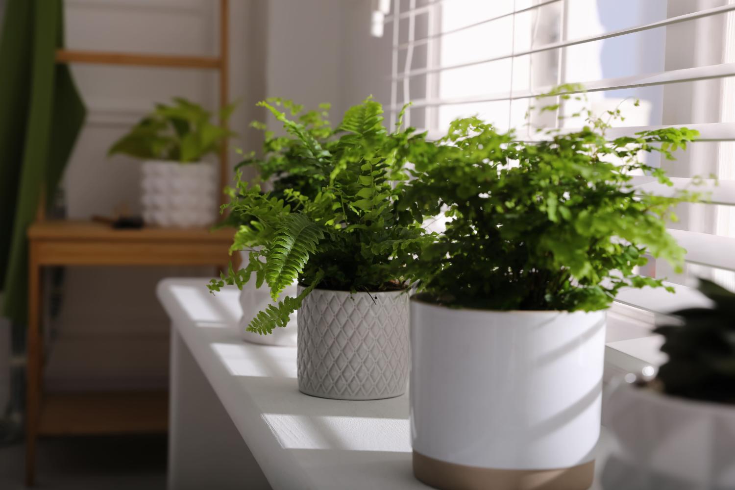 Two Boston ferns in white pots on windowsill