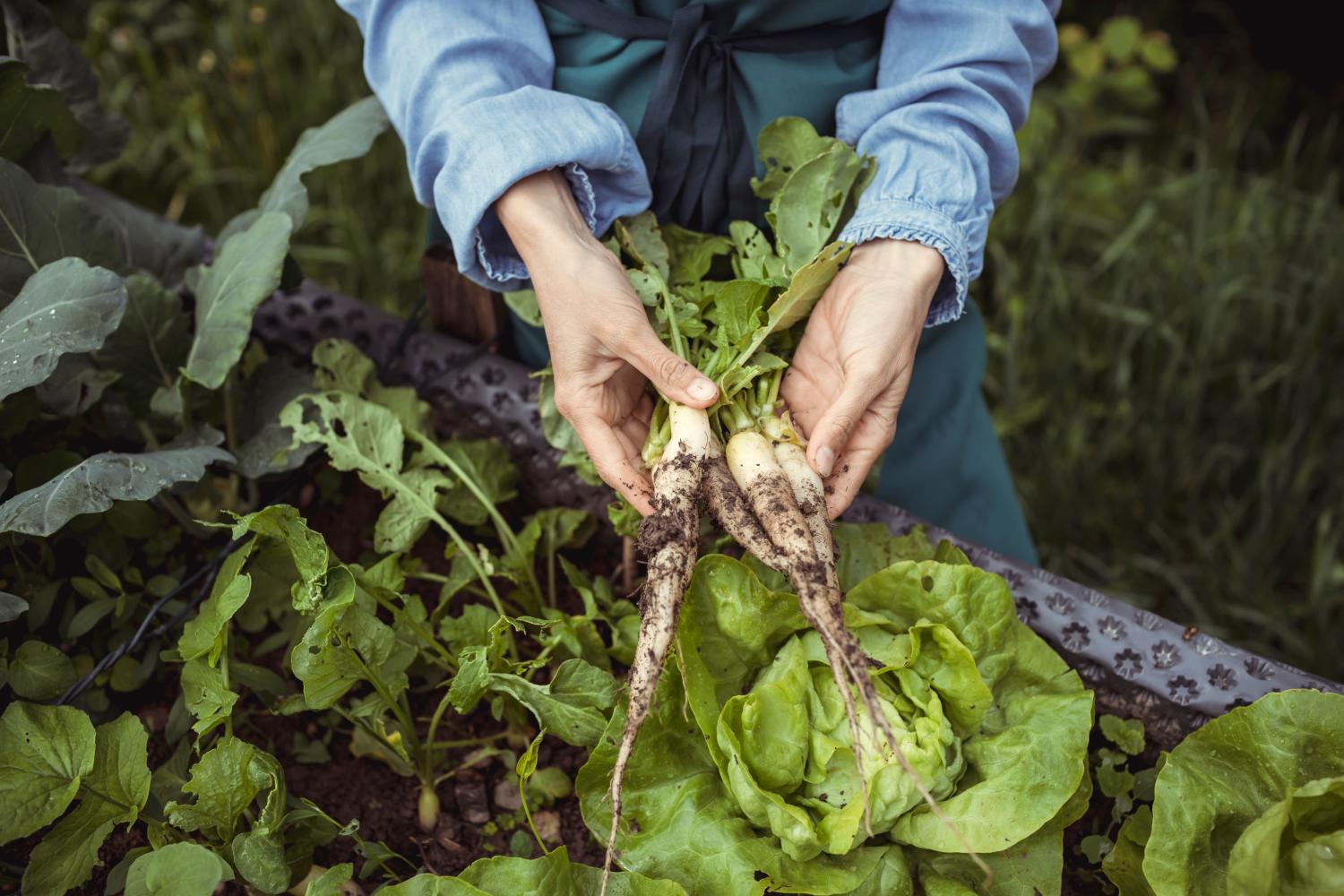 Gardener’s hands holding harvested horseradish roots.