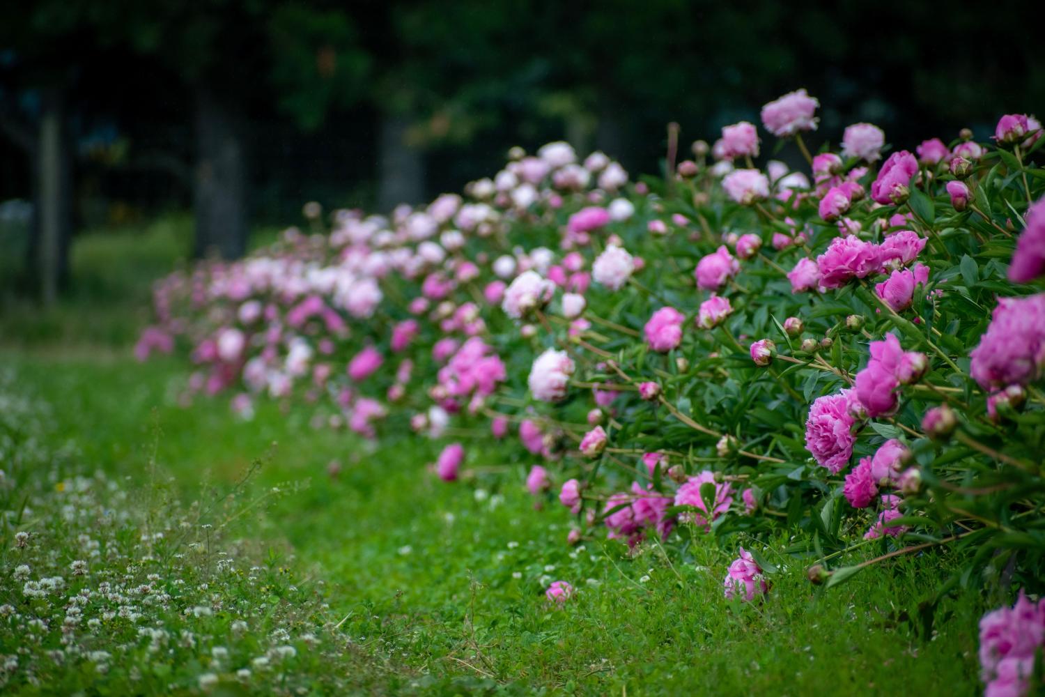 Blooming peonies growing as a hedge in New Zealand