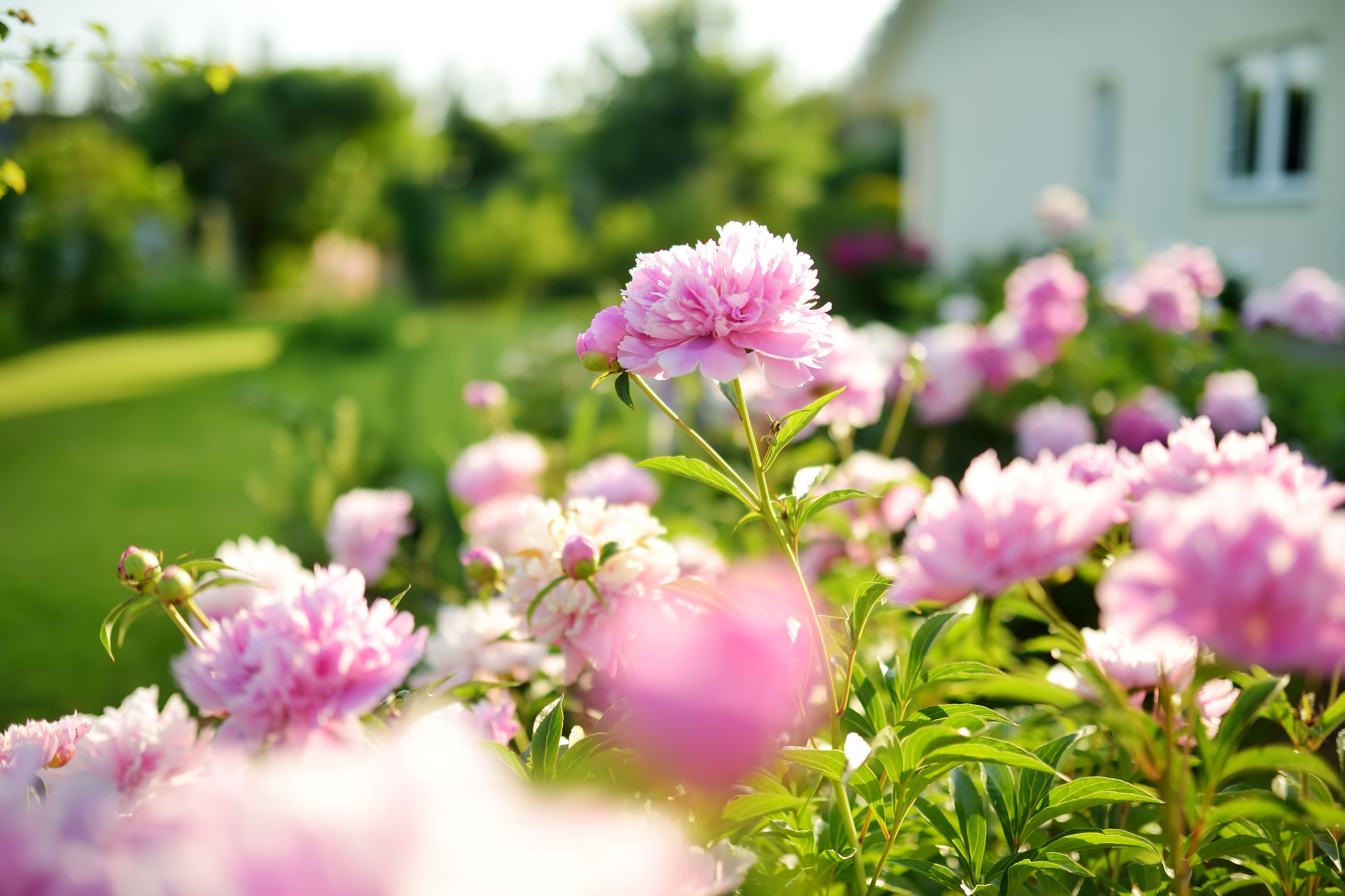 Blossoming pink peonies growing in a garden in New Zealand.