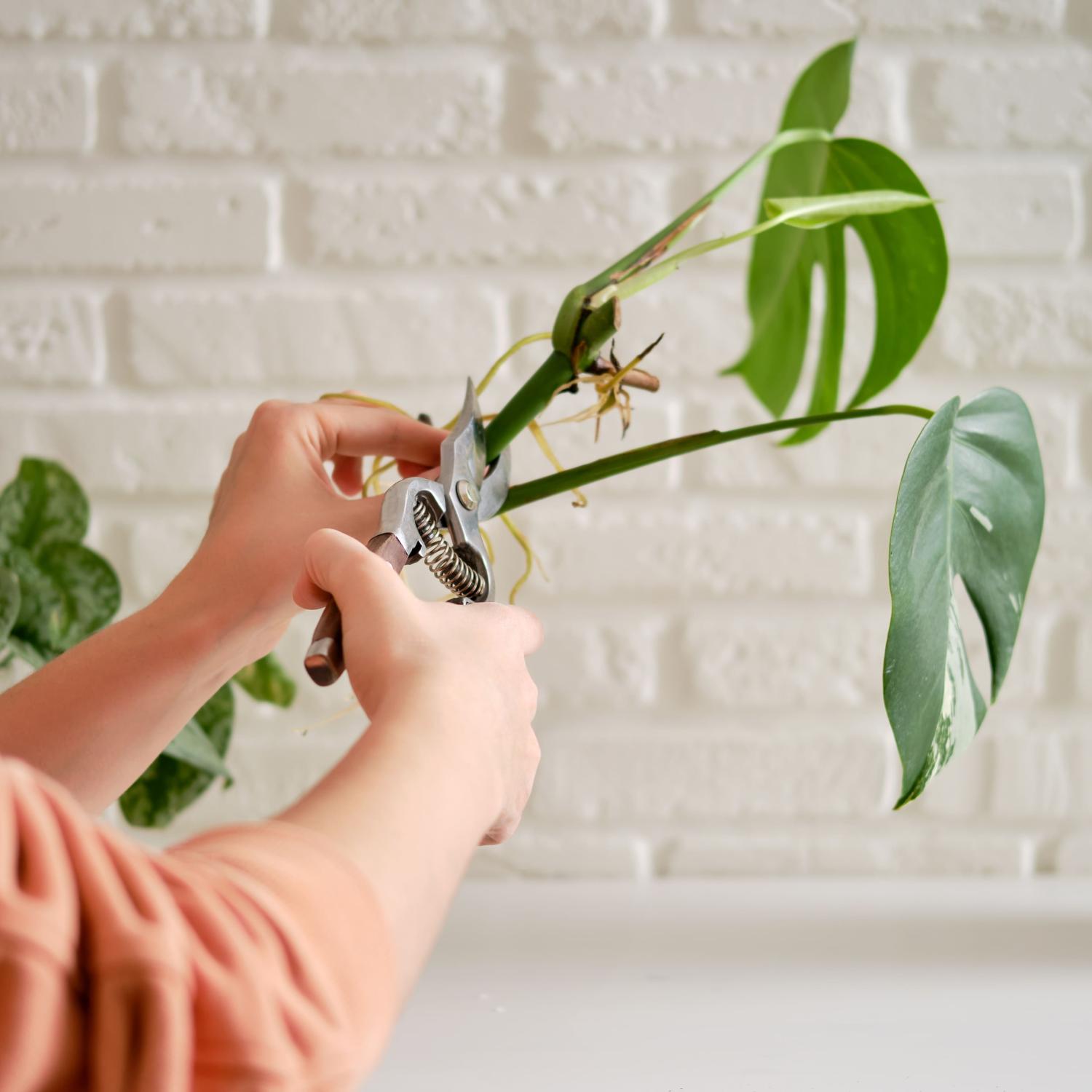 Woman cutting off monstera leaf using secateurs