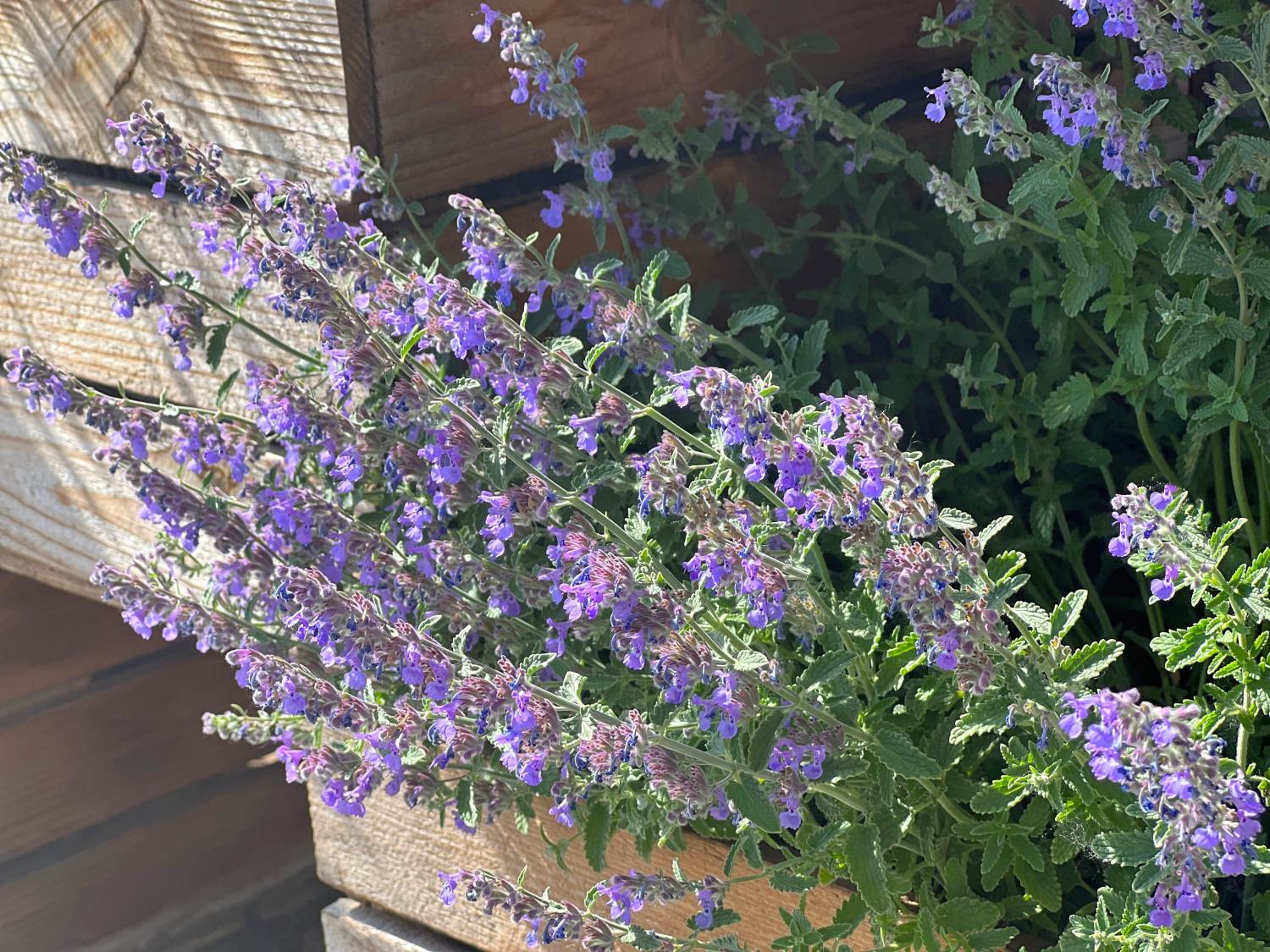 Flowering catmint plant in wooden container