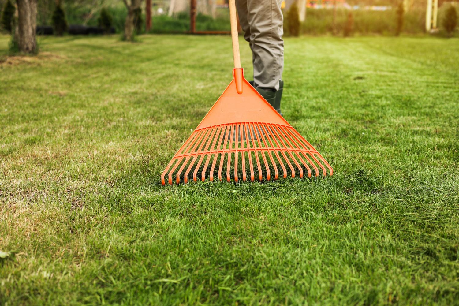 A gardener raking thatch off a lawn using an orange rake in preparation for sowing grass seed.