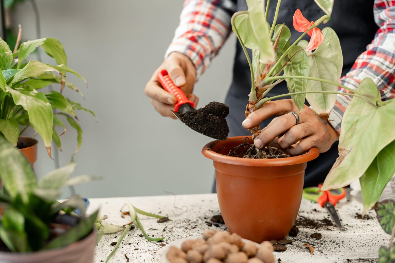 Gardener’s hands repotting anthurium plant in pot