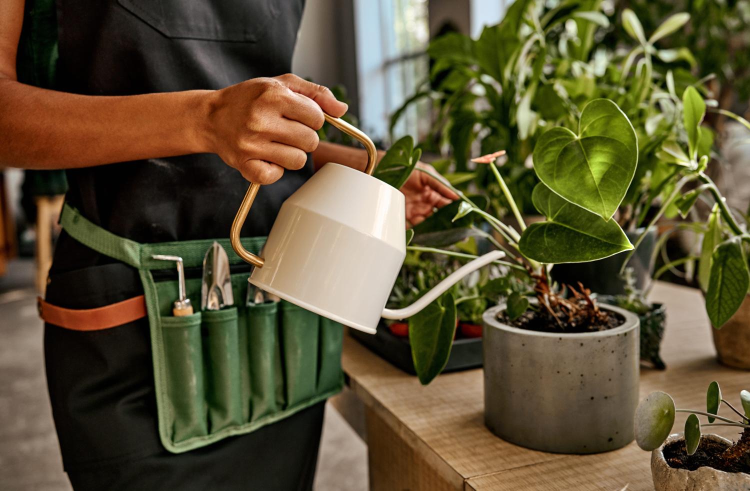 Gardener feeding a container plant with liquid plant food using a watering can