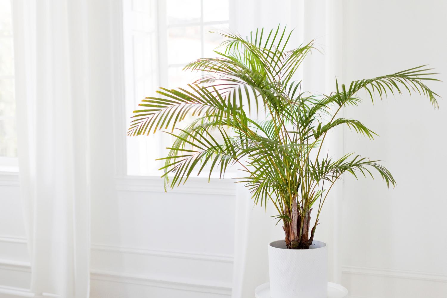 Kentia palm in white pot indoors