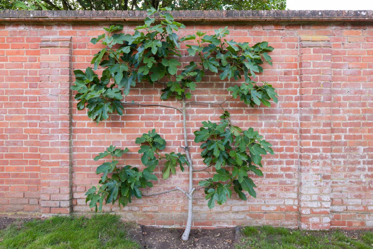  Fig tree trained against brick wall.