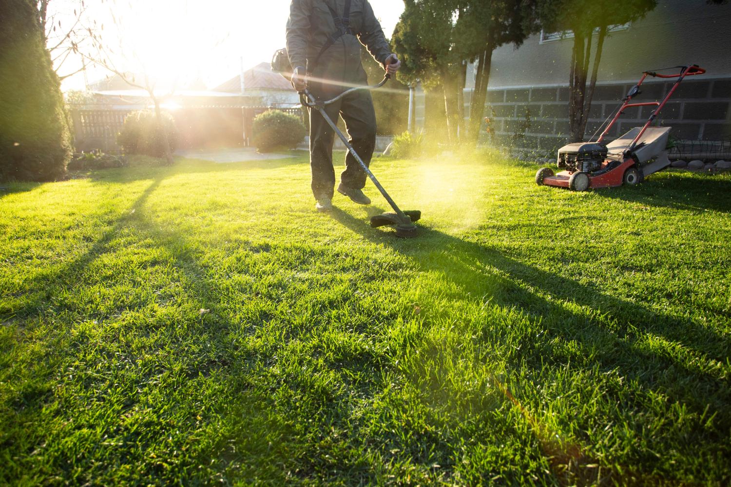  A person strimming their lawn in the late evening sun.