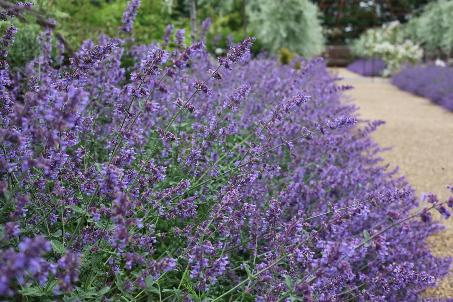 Purple flowering Nepeta plant growing along edge of path