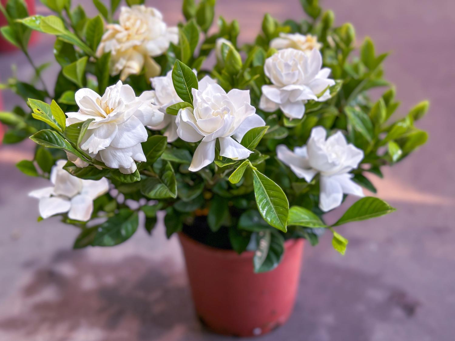 Flowering gardenia in pot