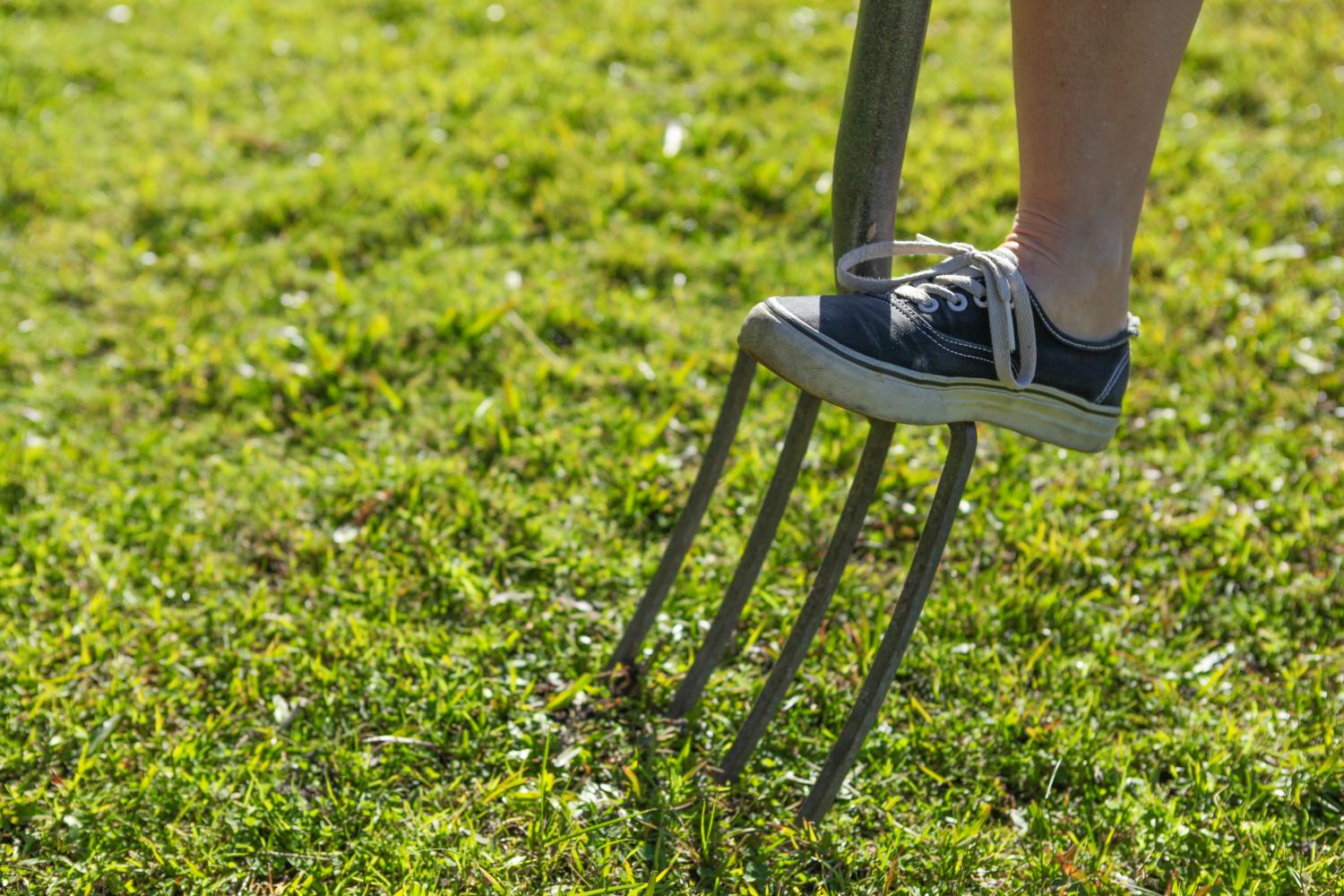 Gardener using garden fork to aerate lawn