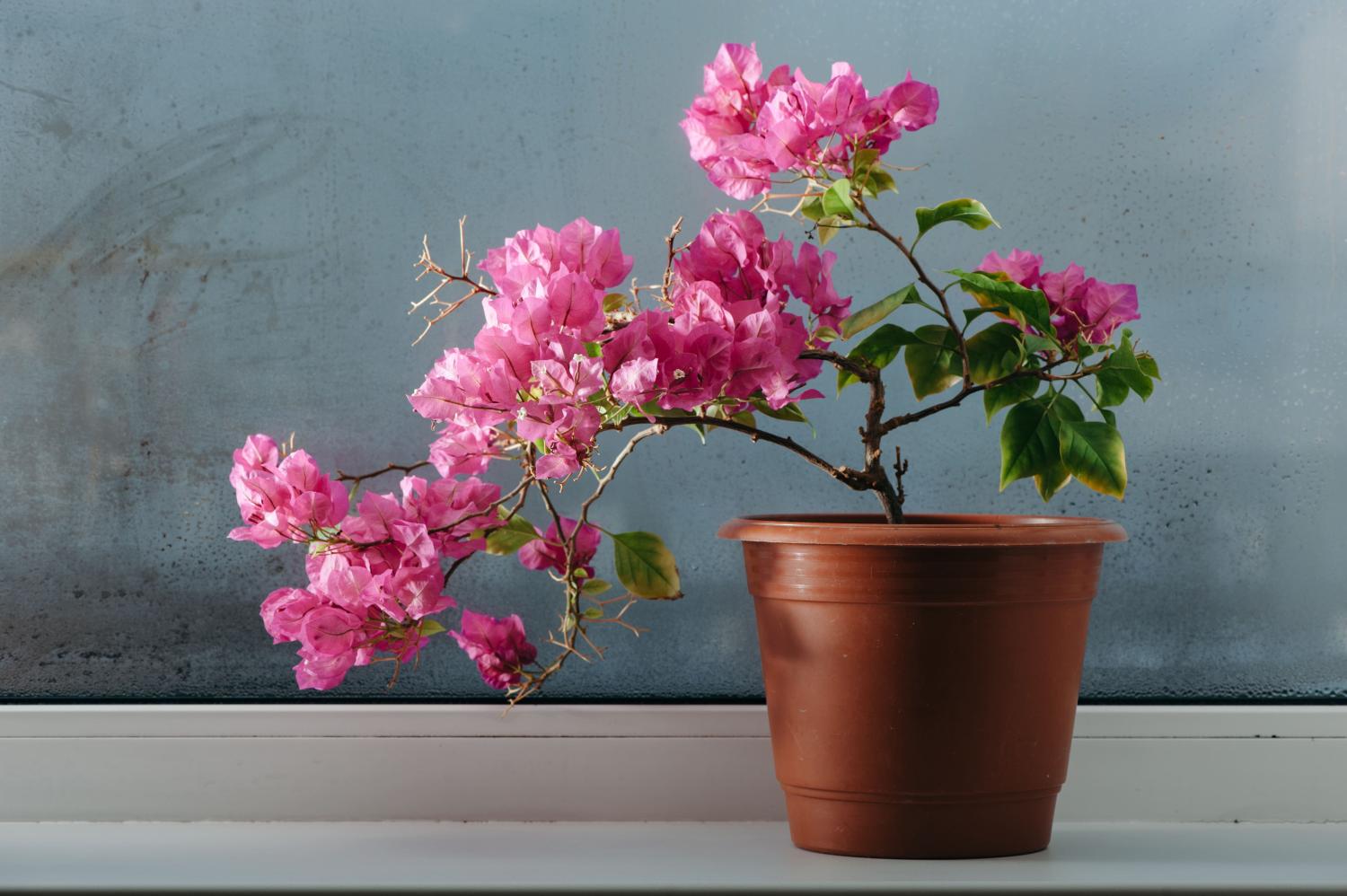 Pink flowering bougainvillea indoors in terracotta pot