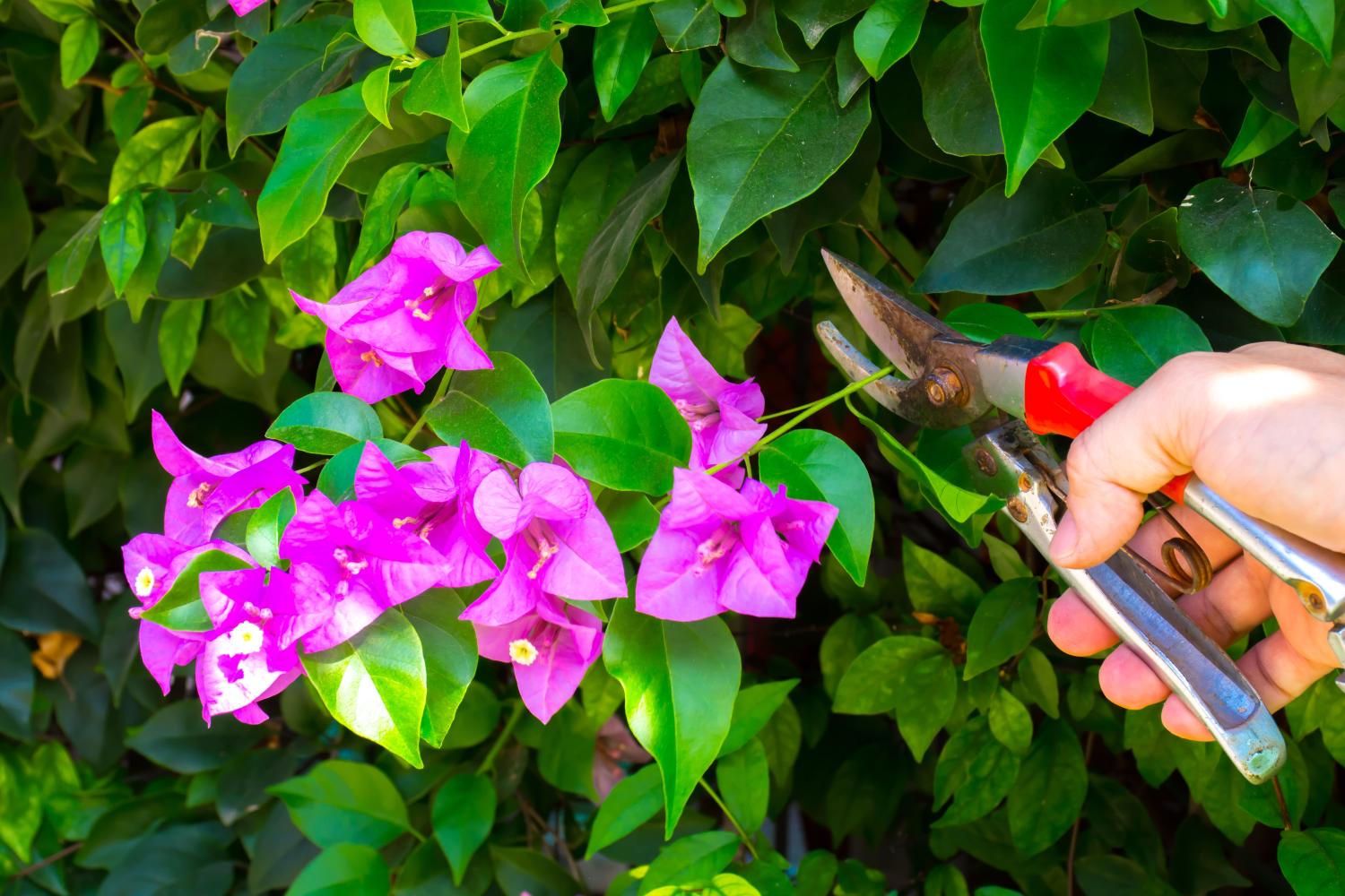 Gardener deadheading bougainvillea flowers with secateurs